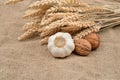 Dry garlic and unbroken nuts on a jute bag background, with bunch of wheat behind them. Selective focus. Rustic image. Country st
