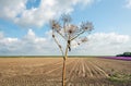 Dry Giant Hogweed silhouetting against the cloudy sky