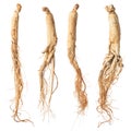 dry ginseng roots Royalty Free Stock Photo