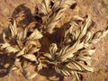 Dry Golden Leaf On Rusty Steel Surface.