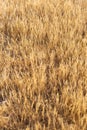 dry golden grass full frame texture