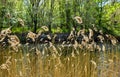 dry golden plants called in latin cortaderia at first site and the bright river behind the plants. On the background there are Royalty Free Stock Photo