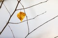 Dry golden tree leaf on a branch Royalty Free Stock Photo