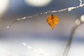 Dry golden tree leaf on a branch Royalty Free Stock Photo