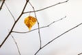 Dry golden tree leaf on a branch Royalty Free Stock Photo