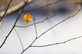 Dry golden tree leaf on a branch Royalty Free Stock Photo