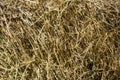 Dry straw closeup texture. Farming background Royalty Free Stock Photo