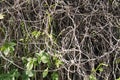 Dry grape ivy texture or background. Fence covered with dry vine Royalty Free Stock Photo