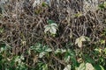 Dry grape ivy texture or background. Fence covered with dry vine Royalty Free Stock Photo