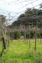 Dry grape vine in winter.