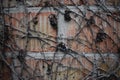 Dry grapes on the break wall in the afternoon winter day in Ukraine