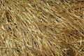 Dry grass Royalty Free Stock Photo