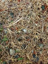 Dry grass abstract background and artistic