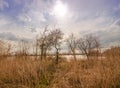 Dry grass against the backdrop of the scorching sun in the spring. Meadow with dry grass at the spring river Royalty Free Stock Photo