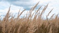 Dry grass against a blue sky with clouds. Beige dry pampas grass against the blue sky. Flowering grass