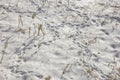 Dry grass and animal traces in snow Royalty Free Stock Photo