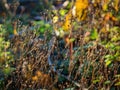 Dry grass with a autumn color lush foliage on a background, fall season flora Royalty Free Stock Photo