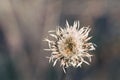 Dry grass in autumn forest. Royalty Free Stock Photo