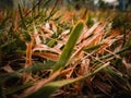 Dry Grass Royalty Free Stock Photo
