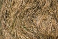 Dry grass backgound