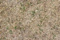 Dry grass Royalty Free Stock Photo