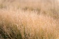 Dry grass background. nature, ecology and harvest concept. dry grass field with spikelet plant with warm light morning Royalty Free Stock Photo