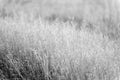 Dry grass background. nature, ecology and harvest concept. dry grass field with spikelet plant with warm light morning