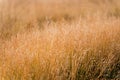 Dry grass background. nature, ecology and harvest concept. dry grass field with spikelet plant with warm light morning