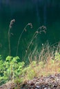 Dry grass in backlit Royalty Free Stock Photo