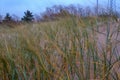 dry grass bents in sand on the beach Royalty Free Stock Photo