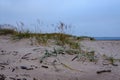 dry grass bents in sand on the beach Royalty Free Stock Photo