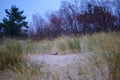 dry grass bents in sand on the beach Royalty Free Stock Photo