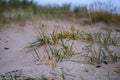 dry grass bents in sand on the beach Royalty Free Stock Photo