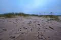 dry grass bents in sand on the beach Royalty Free Stock Photo