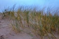 dry grass bents in sand on the beach Royalty Free Stock Photo