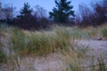 dry grass bents in sand on the beach Royalty Free Stock Photo