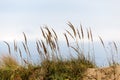 dry grass bents in winter on sea shore Royalty Free Stock Photo