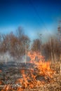 Dry grass blazes among bushes, fire in bushes area