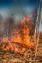 Dry grass blazes among bushes, fire in bushes area