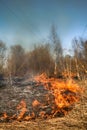 Dry grass blazes among bushes, fire in bushes area Royalty Free Stock Photo