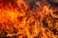 Dry grass blazes among bushes, fire in bushes area