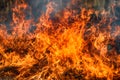 Dry grass blazes among bushes, fire in bushes area