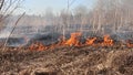 Dry grass blazes among bushes, fire in bushes area.