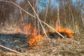 Dry grass blazes among bushes, fire in bushes area