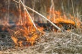 Dry grass blazes among bushes, fire in bushes area