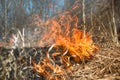 Dry grass blazes among bushes, fire in bushes area Royalty Free Stock Photo