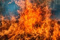 Dry grass blazes among bushes, fire in bushes area