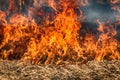 Dry grass blazes among bushes, fire in bushes area Royalty Free Stock Photo