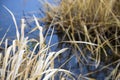 Dry Grass on blue lake water background. autumn background image. close up of dry dead plant Royalty Free Stock Photo