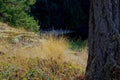 Dry grass on a bluff overlooking a shaded cove